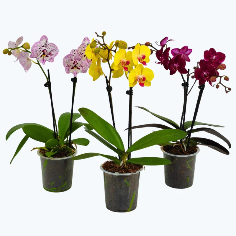 Phalaenopsis Farbmix im 3er Set mit 2 Rispen