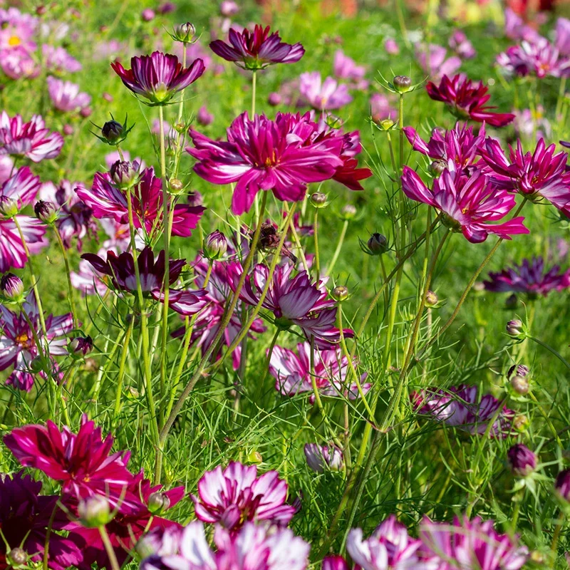 Cosmea - Double Click Bicolour Violet