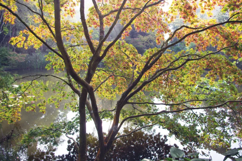Ein Baum mit grünen und gelben Blättern spiegelt sich in einem ruhigen Teich in den Alten Gärten und schafft eine ruhige Szene. Lassen Sie sich inspirieren für Ihre eigene Gartengestaltung beim Halbtageskurs "Frischer Wind für alte Gärten" der Königlichen Gartenakademie am Fr. 31.10.2026.