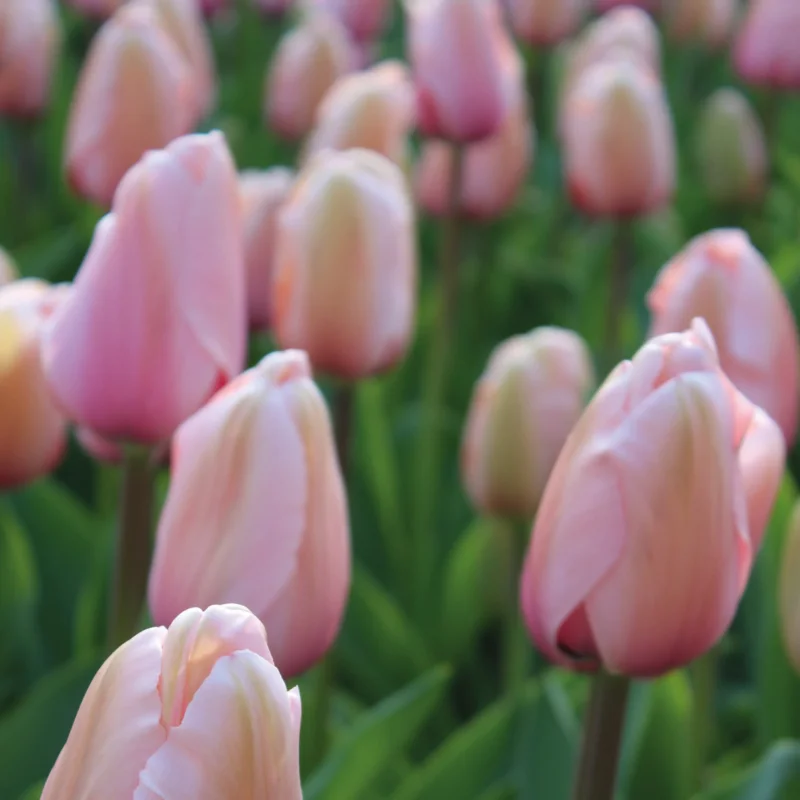 Nahaufnahme der Tulipa „Apricot Pride“ – einer Darwin-Tulpe von Weijers – mit zartrosa-aprikosenfarbenen Blütenblättern und grünen Stielen, sanft fokussiert, um ihre Schönheit zur Geltung zu bringen; ideal für Frühlingsgärten oder als Schnittblume.